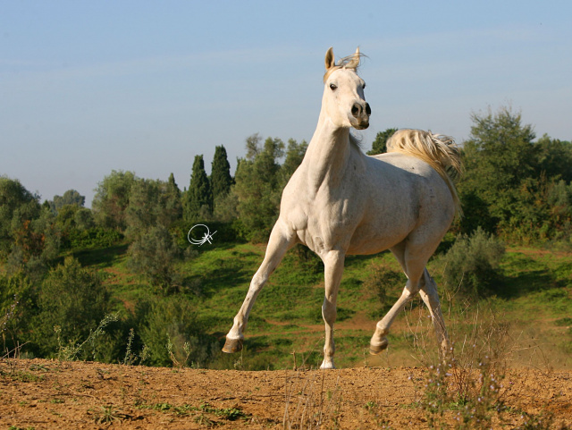 Frasera Shahilla (Shahil x BF Hadiya Sharaf) 1995 Saqlawiyah Gidraniyah