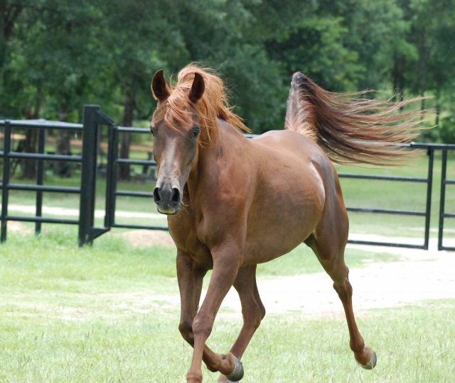 SSH Serahsaafa (Almoraima El Cid x LCA Bint SErabah) 1996 Dahmah Shahwaniyah