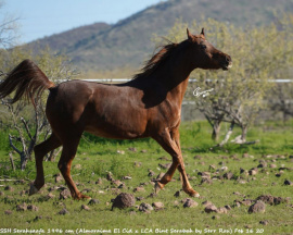 <b>Description: </b>SSH Serahsaafa (Almoraima El Cid x LCA Bint SErabah) 1996 Dahmah Shahwaniyah<br/><b>Copyright: </b>C. Emmert photo