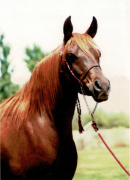 <b>Description: </b>SSH Serahsaafa (Almoraima El Cid x LCA Bint SErabah) 1996 Dahmah Shahwaniyah<br/><b>Copyright: </b>Diana Johnson photo