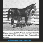 <b>Description: </b>Gammousa ( Fadl x Fay Sabbah) 1946 Dahmah Shahwaniyah. Photo at Rudalaro Ranch<br/><b>Copyright: </b>Perdue Archivie