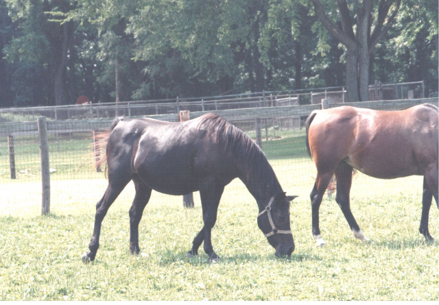 Roulena (Fabah x Roufina) 1973 Saqlawiya Gidraniyah Ibn Sudan