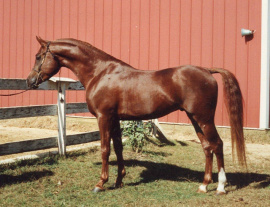 <b>Description: </b>Princeton Mariner (Serr Maariner x Black Satin) 1986 Saqlawi Gidran Ibn Sudan. Here photographed when he was still in USA as 2 years young colt<br/>