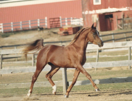 <b>Description: </b>Princeton Mariner (Serr Maariner x Black Satin) 1986 Saqlawi Gidran Ibn Sudan. Here photographed when he was still in USA, in Gail-Hoff Carmona's  Princeton Arabian Stud.<br/>