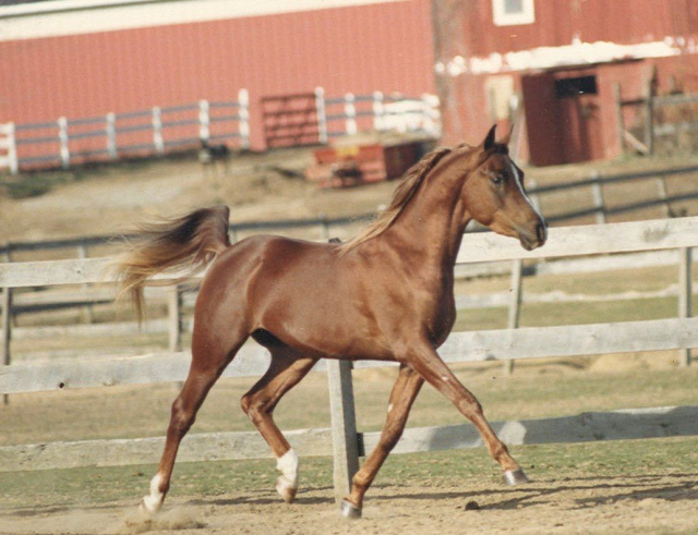 Princeton Mariner (Serr Maariner x Black Satin) 1986 Saqlawi Gidran Ibn Sudan. Here photographed when he was still in USA, in Gail-Hoff Carmona's  Princeton Arabian Stud.