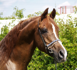 <b>Description: </b>Princeton Mariner (Serr Maariner x Black Satin) 1986 Saqlawi Gidran Ibn Sudan. Here photographed in UK<br/><b>Copyright: </b>Vlacq Stud archivie