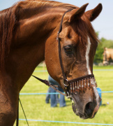 <b>Description: </b>Princeton Mariner (Serr Maariner x Black Satin) 1986 Saqlawi Gidran Ibn Sudan. Here photographed in UK<br/><b>Copyright: </b>Vlacq Stud archivie