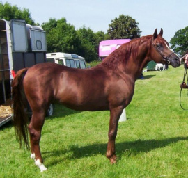 <b>Description: </b>Princeton Mariner (Serr Maariner x Black Satin) 1986 Saqlawi Gidran Ibn Sudan. Here photographed in UK<br/><b>Copyright: </b>Vlacq Stud archivie