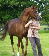 <b>Description: </b>Princeton Mariner (Serr Maariner x Black Satin) 1986 Saqlawi Gidran Ibn Sudan. Here photographed in UK<br/><b>Copyright: </b>Vlacq Stud archivie