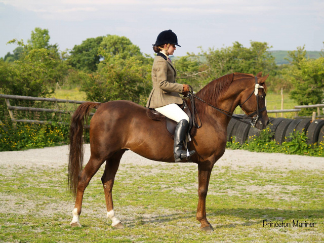 Princeton Mariner (Serr Maariner x Black Satin) 1986 Saqlawi Gidran Ibn Sudan. Here photographed in UK