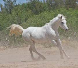 <b>Description: </b>Baidah Shu Baidah (Nagdy x Daimah) July 8, 2023<br/><b>Copyright: </b>Judi Parks photo alabbasiyah11@gmail.com