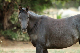 <b>Description: </b>AL SHOHAYBA AT TOUENS PARK ARABIANS  AUSTRALIA <br/><b>Copyright: </b>NLSHEGOG 