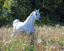 <b>Description: </b>Ansata Malik Bey (Ansata Malik Shah x MB Moneena)  2006 Stallion now owned by Pieter Roos, Namibia  dryfish100@gmail.com<br/><b>Copyright: </b>Judith Wich-Wenning   JudithWich@t-online.de