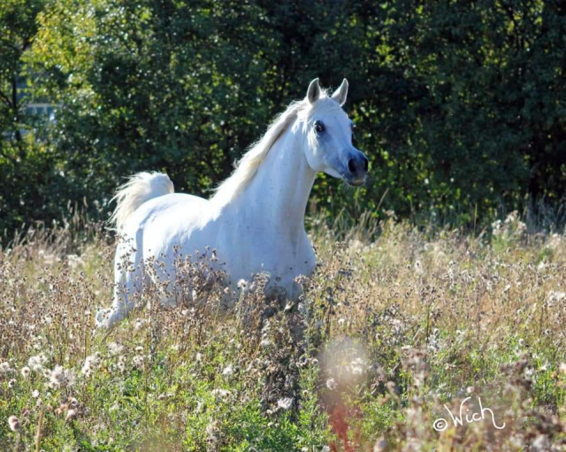 Ansata Malik Bey (Ansata Malik Shah x MB Moneena)  2006 Stallion now owned by Pieter Roos, Namibia  dryfish100@gmail.com