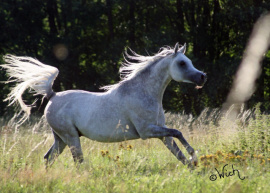 <b>Description: </b>Ansata Malik Bey (Ansata Malik Shah x MB Moneena)  2006 Stallion now owned by Pieter Roos, Namibia  dryfish100@gmail.com<br/><b>Copyright: </b>Judith Wich-Wenning   JudithWich@t-online.de