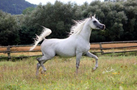 <b>Description: </b>Ansata Malik Bey (Ansata Malik Shah x MB Moneena)  2006 Stallion now owned by Pieter Roos, Namibia  dryfish100@gmail.com<br/><b>Copyright: </b>Judith Wich-Wenning   JudithWich@t-online.de