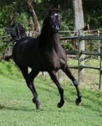 <b>Description: </b>Hu Sheemaana at Hughes Arabians, USA<br/><b>Copyright: </b>Photo by Audrey