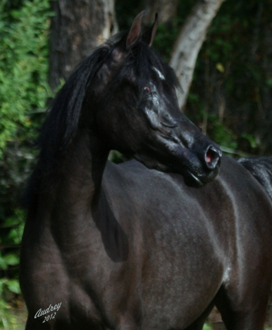 Hu Sheemaana at Hughes Arabians, USA