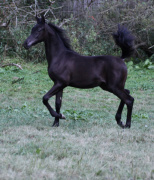 <b>Description: </b>Hu Saud Amirr at Hughes Arabians, USA 2024<br/><b>Copyright: </b>Photo by Audrey