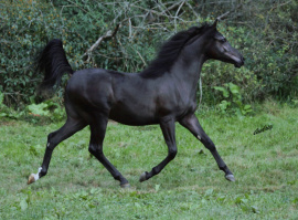 <b>Description: </b>Hu Saiff at Hughes Arabians, USA<br/><b>Copyright: </b>Photo by Audrey