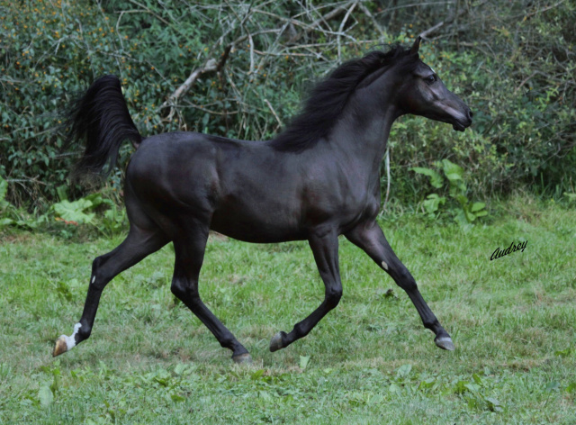 Hu Saiff at Hughes Arabians, USA