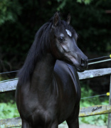 <b>Description: </b>Hu Saiff at Hughes Arabians, USA<br/><b>Copyright: </b>Photo by Audrey