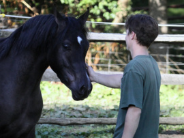 <b>Description: </b>Hu Imaana Shaidara at Hughes Arabians, USA<br/><b>Copyright: </b>Photo by Audrey