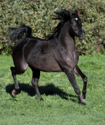 <b>Description: </b>Hu Imaana Shaidara at Hughes Arabians, USA<br/><b>Copyright: </b>Photo by Audrey