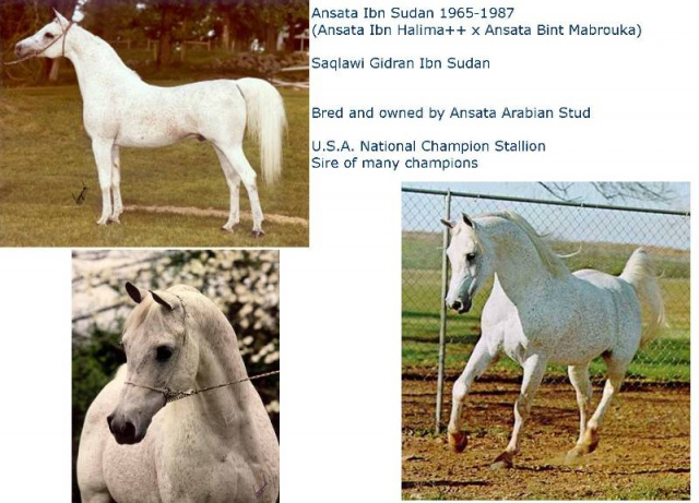 Ansata Ibn Sudan (Ansata Ibn Halima x Ansata Bint Mabrouka )1965  Saqlawi Gidran