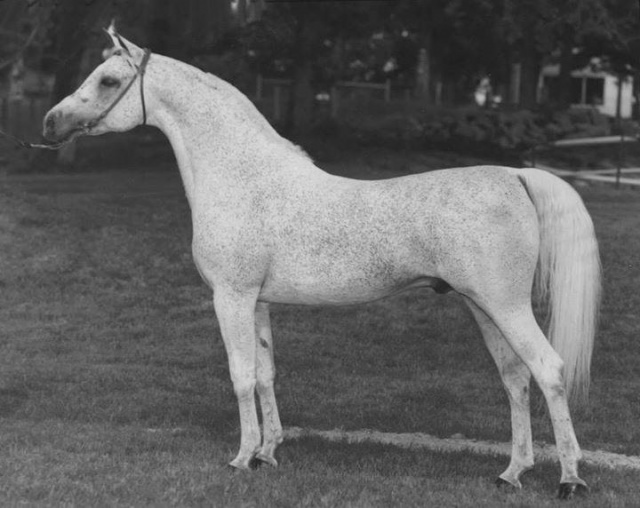 Ansata Ibn Sudan (Ansata Ibn Halima x Ansata Bint Mabrouka )1965  Saqlawi Gidran