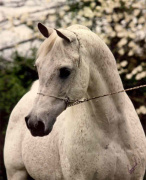 <b>Description: </b>Ansata Ibn Sudan (Ansata Ibn Halima x Ansata Bint Mabrouka )1965  Saqlawi Gidran<br/><b>Copyright: </b>Sparagowski Photo