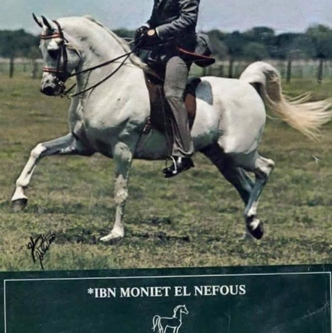 Ibn Moniet El Nefous (Morafic x Moniet El Nefous) 1964 Saqlawi Gidran