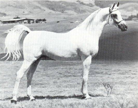 Ibn Moniet El Nefous (Morafic x Moniet El Nefous) 1964 Saqlawi Gidran