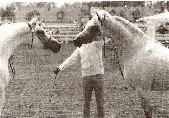 Shaikh Al Badi (Morafic x Bint Maisa El Saghira) 1969 Dahman Shahwan