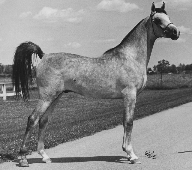 Shaikh Al Badi (Morafic x Bint Maisa El Saghira) 1969 Dahman Shahwan. A legend.