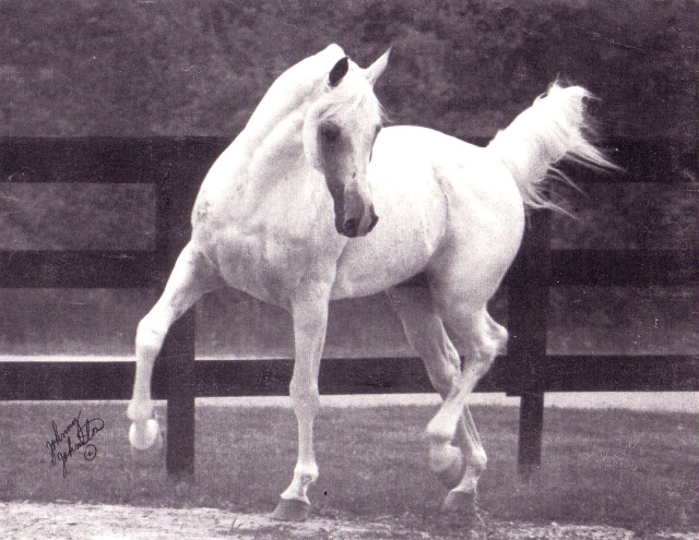 Shaikh Al Badi (Morafic x Bint Maisa El Saghira) 1969 Dahman Shahwan