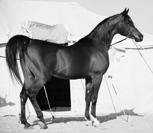 Safir KA (Farres x Maysa)