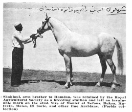 <b>Description: </b>Shahloul (Ibn Rabdan x Bint Radia) 1931 Saqlawi Gidran Ibn Sudan<br/>