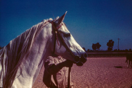 <b>Description: </b>Shahloul (Ibn Rabdan x Bint Radia) 1931 Saqlawi Gidran Ibn Sudan<br/><b>Copyright: </b>Robert Earle Buchanan photo