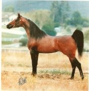 <b>Description: </b>Abraxas Moonstruk (ET Crown Prince x SF Moon Maiden)<br/><b>Copyright: </b>J. Little