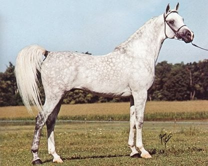 Shaikh Al Badi (Morafic x Bint Maisa El Saghira) 1969 Dahman Shahwan