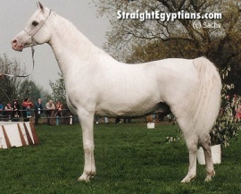 <b>Description: </b>Madkour I° (Hadban Enzahi/Kamel x Moheba II) 1971 Dahman Shahwan ELITE STALLION<br/><b>Copyright: </b>Nicole Sachs photo