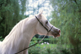 <b>Description: </b>Madkour I° (Hadban Enzahi/Kamel x Moheba II) 1971 Dahman Shahwan ELITE STALLION<br/>