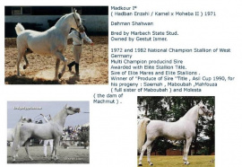 <b>Description: </b>Madkour I° (Hadban Enzahi/Kamel x Moheba II) 1971 Dahman Shahwan ELITE STALLION<br/><b>Copyright: </b>Annalisa Monticelli photo