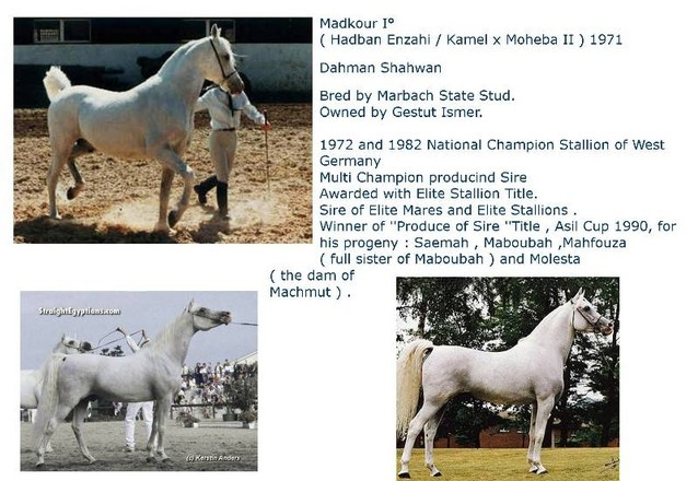 Madkour I° (Hadban Enzahi/Kamel x Moheba II) 1971 Dahman Shahwan ELITE STALLION