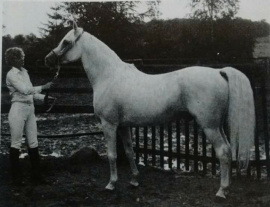 <b>Description: </b>Madkour I° (Hadban Enzahi/Kamel x Moheba II) 1971 Dahman Shahwan ELITE STALLION<br/>