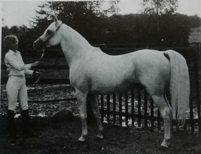 Madkour I° (Hadban Enzahi/Kamel x Moheba II) 1971 Dahman Shahwan ELITE STALLION