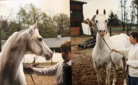 <b>Description: </b>Madkour I° (Hadban Enzahi/Kamel x Moheba II) 1971 Dahman Shahwan ELITE STALLION<br/><b>Copyright: </b>W. Brinkhuis photo