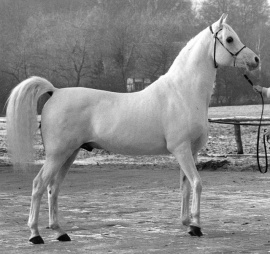 <b>Description: </b>Madkour I° (Hadban Enzahi/Kamel x Moheba II) 1971 Dahman Shahwan ELITE STALLION<br/>