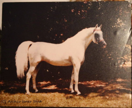 <b>Description: </b>Madkour I° (Hadban Enzahi/Kamel x Moheba II) 1971 Dahman Shahwan ELITE STALLION<br/>